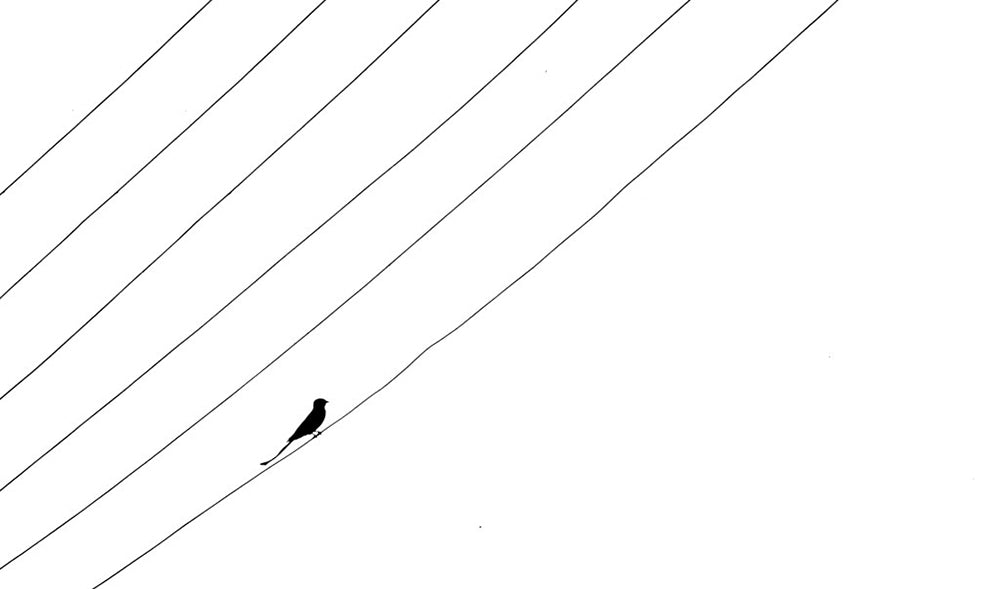 Lines and a Bird