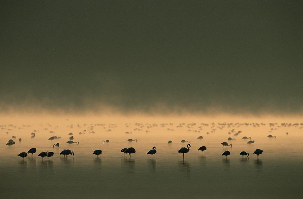 Flamingos early morning light - ArtBuRt