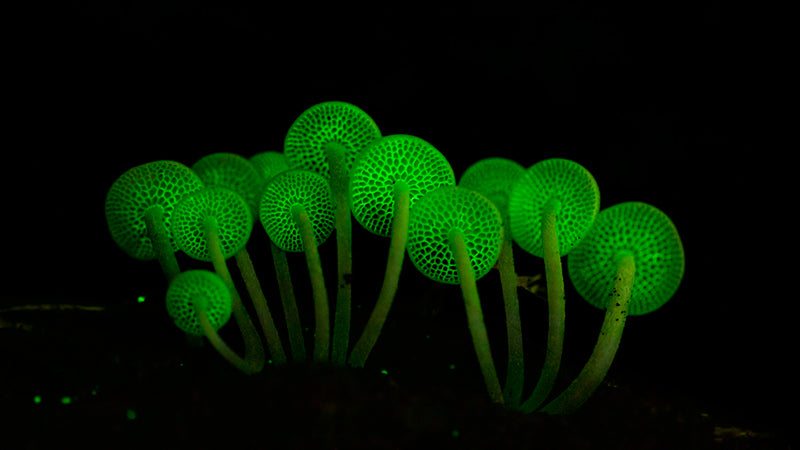 Bio Luminous Mushroom