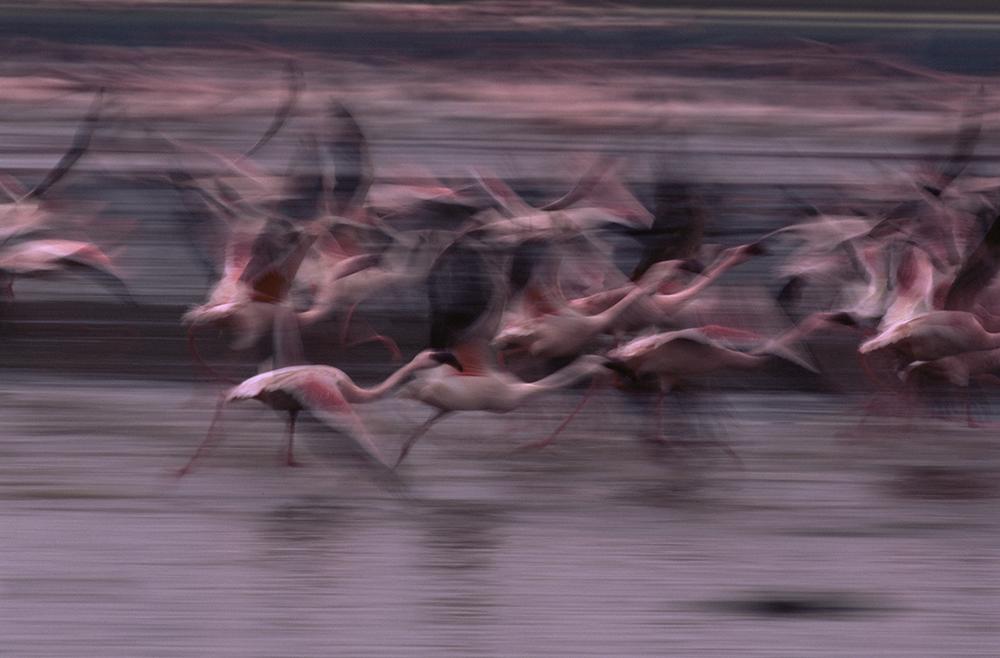 Flamingos Panned - ArtBuRt