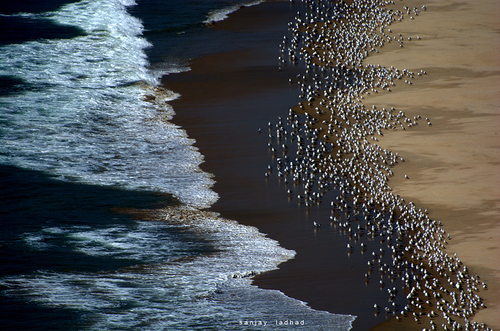 Seagulls on the beach - ArtBuRt