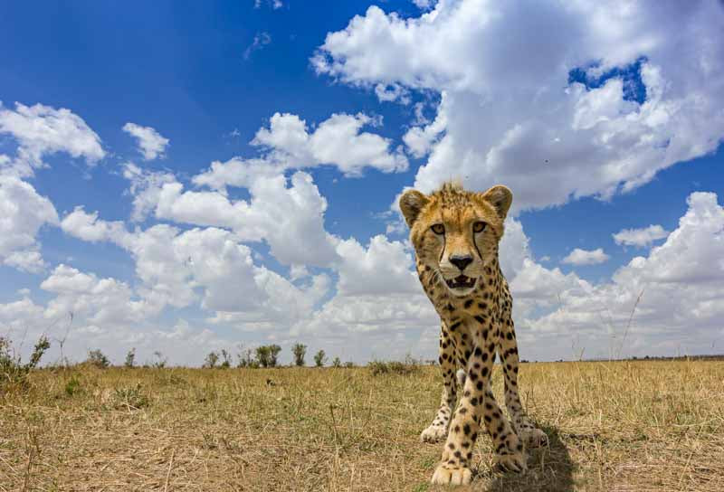 Inquisitive Cheetah
