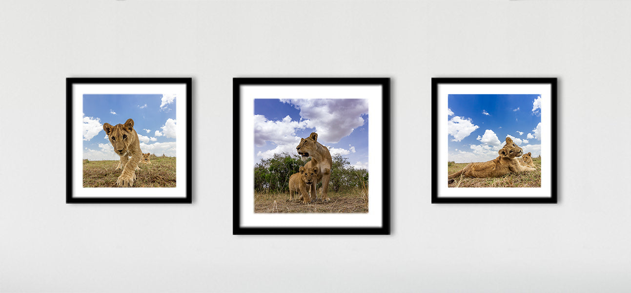 The Lion Triptych