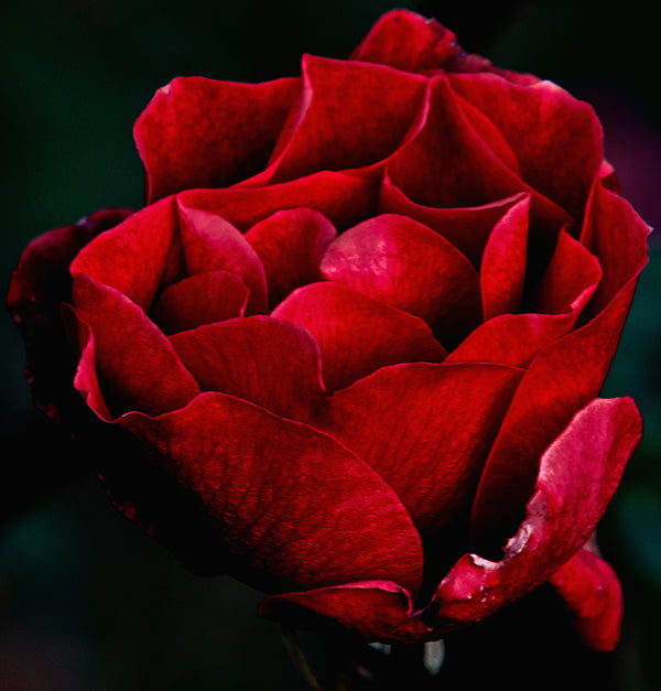 Red Garden Rose