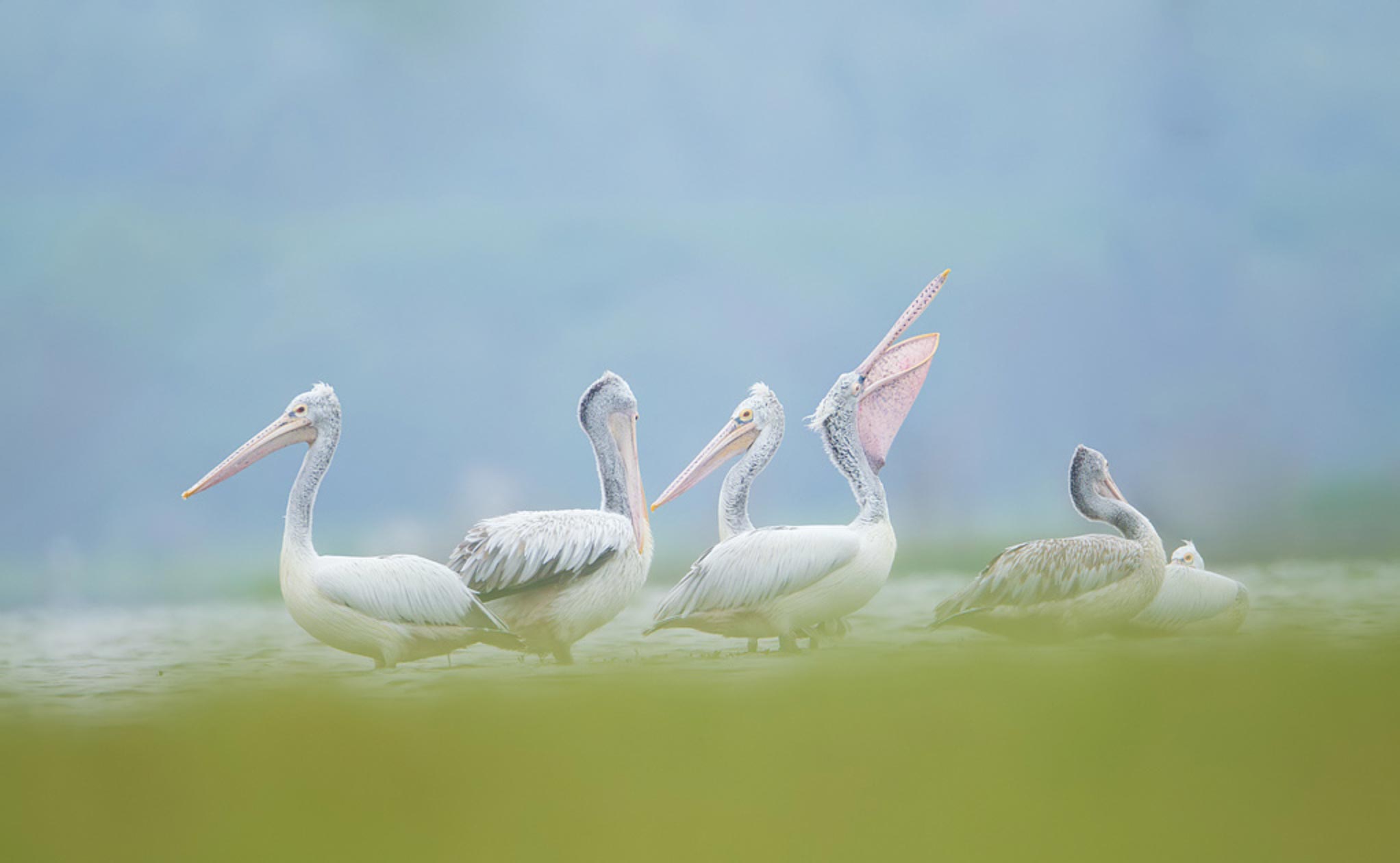 A Gathering - Beautiful Pelican birds - ArtBuRt