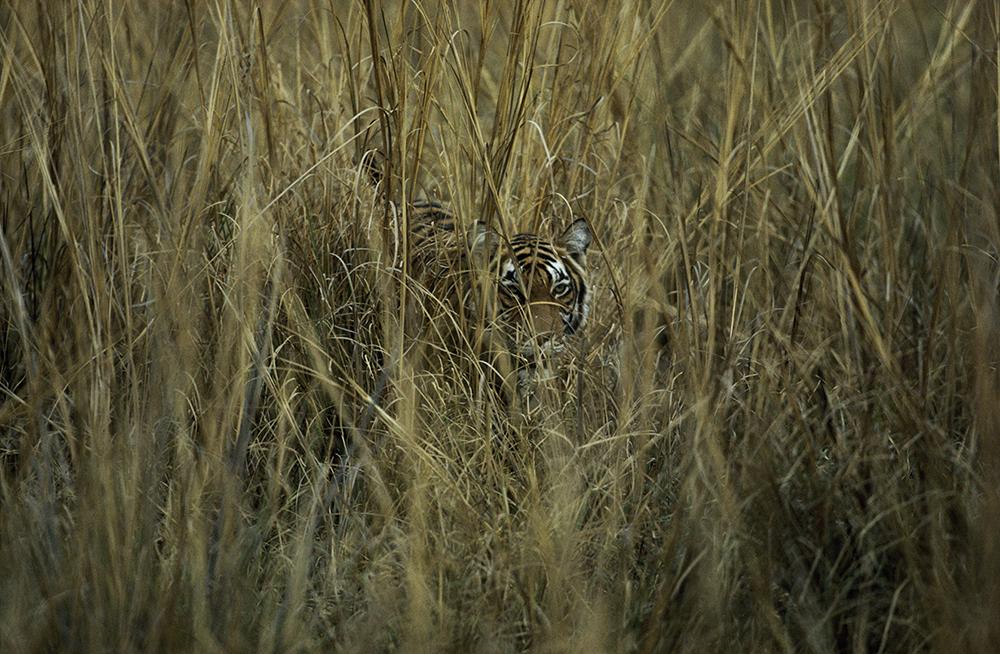 Tiger in Grass - ArtBuRt