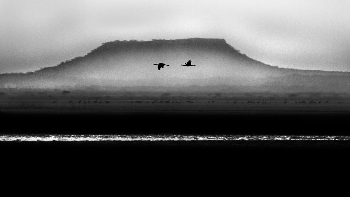 Across - Birds flying across the mountain Black and white fineart image - ArtBuRt