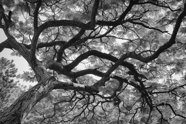 A Friend - Beautiful Image of a Tree in Black and White - ArtBuRt