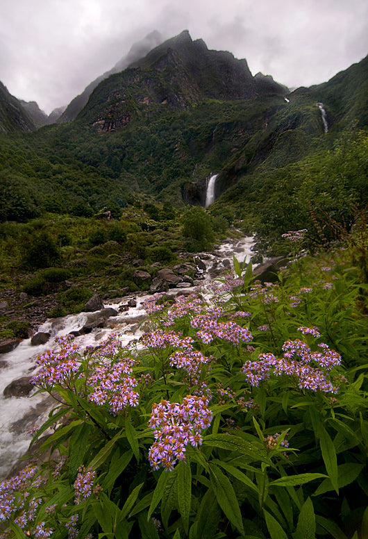 Valley of Flowers - The Peak - ArtBuRt
