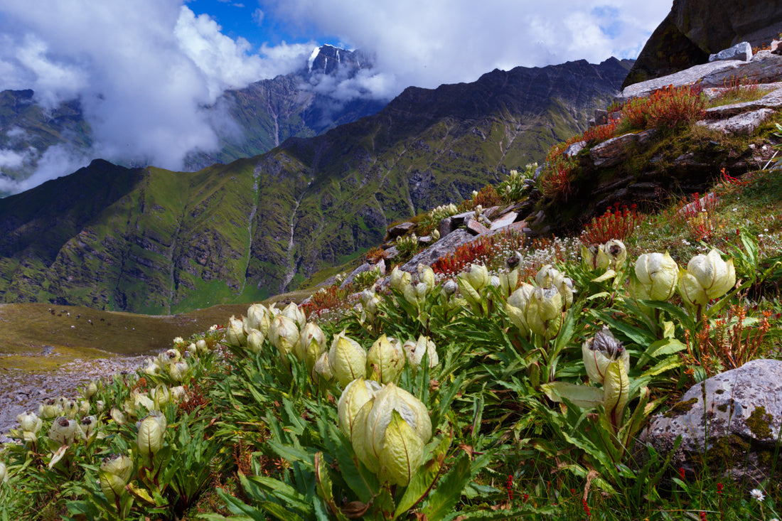 Flowers on a mountain top - ArtBuRt